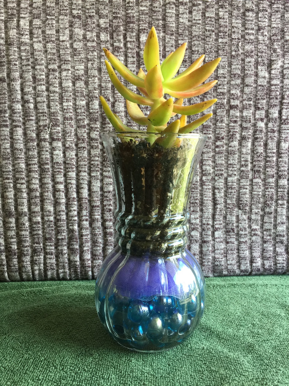 Succulent in a vase